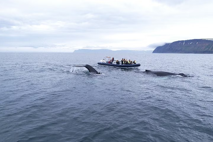 isafjordur whale watching