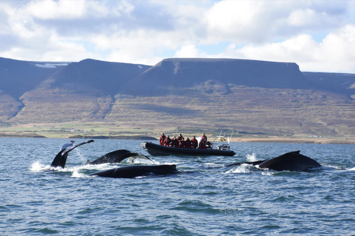 Express Whale Watching from Akureyri