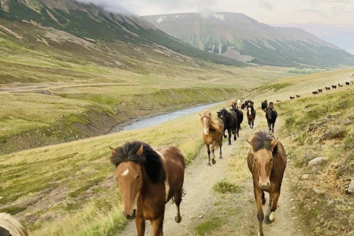 Horseback Riding Adventure in Akureyri