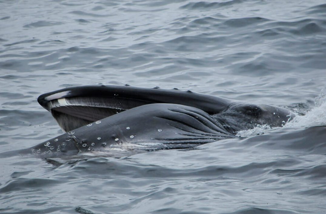 Whale Watching from Olafsvik Iceland Highlights