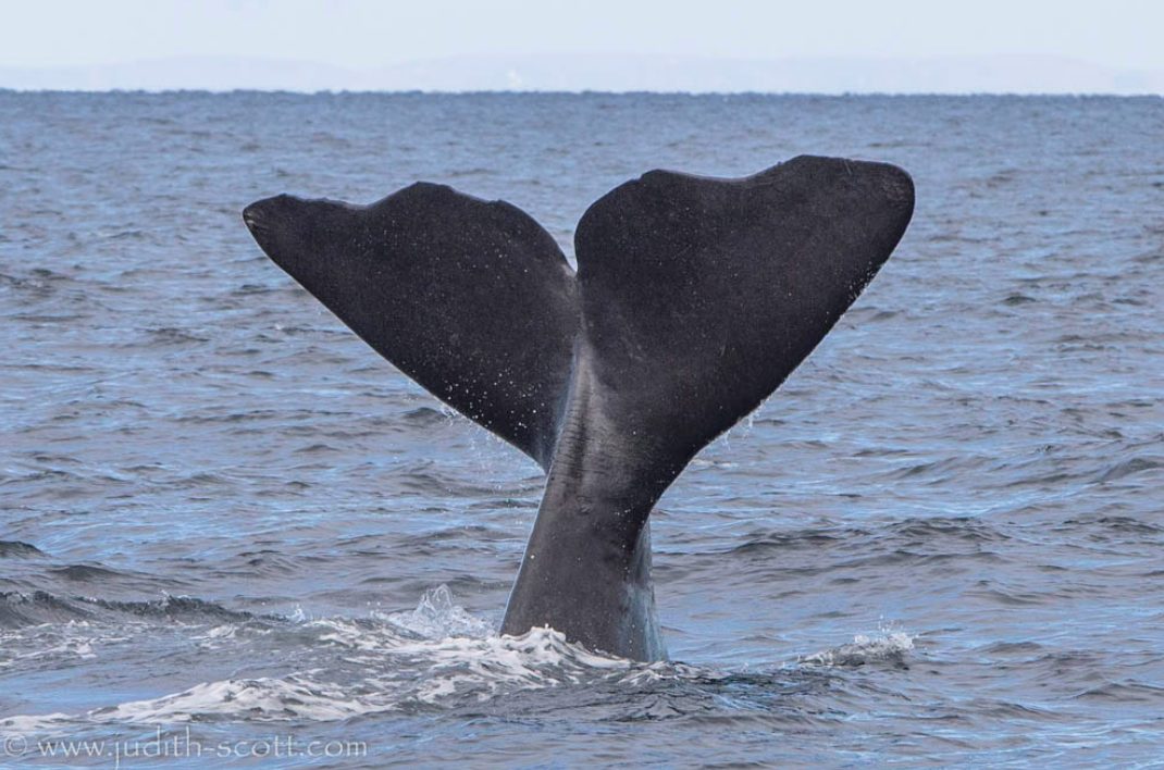 Whale Watching from Olafsvik Iceland Highlights